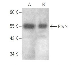 Ets-2 Antibody (E-5) - Western Blotting - Image 353953 