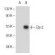 Ets-2 Antibody (F-4) - Western Blotting - Image 146784