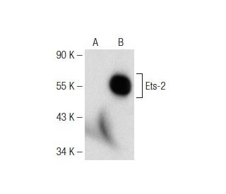 Ets-2 Antibody (G-8) - Western Blotting - Image 142628