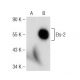 Ets-2 Antibody (G-8) - Western Blotting - Image 142628