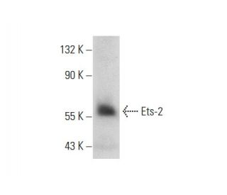 Ets-2 Antibody (E-5) - Western Blotting - Image 303416 
