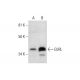 EURL Antibody (G-4) - Western Blotting - Image 289949