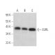 EURL Antibody (G-4) - Western Blotting - Image 372776 