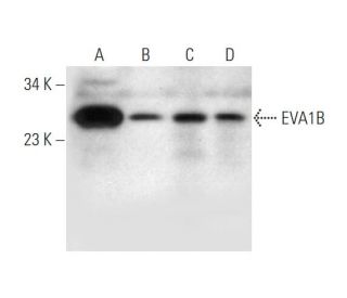 EVA1B Antibody (D-9) - Western Blotting - Image 332743