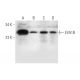 EVA1B Antibody (D-9) - Western Blotting - Image 332743