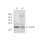 EVA1B Antibody (H-6) - Western Blotting - Image 305623