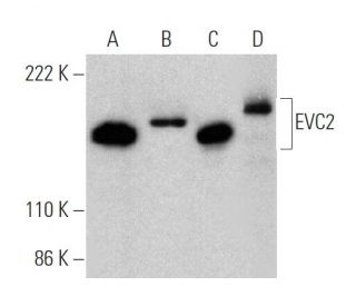 EVC2 Antibody (A-3) - Western Blotting - Image 360564 