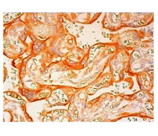 EVC2 Antibody (F-12) - Immunohistochemistry - Image 305571 