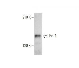 Evi-1 Antibody (H-8) - Western Blotting - Image 349066 