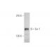 Evi-1 Antibody (H-8) - Western Blotting - Image 349066 