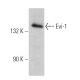 Evi-1 Antibody (H-8) - Western Blotting - Image 360617