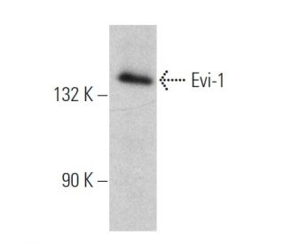 Evi-1 Antibody (H-8) - Western Blotting - Image 360617Each CRISPR/Cas9 Knockout (KO) Plasmid product consists of a pool of 3 plasmids designed to ensure identification and cleavage of a specific gene for maximum knockout efficiency. Each plasmid encodes a unique 20 nt sequence derived from the GeCKO (v2) library.
