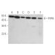 EVI5L Antibody (G-7) - Western Blotting - Image 373460 