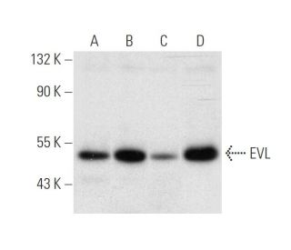 EVL Antibody (B-1) - Western Blotting - Image 305611 