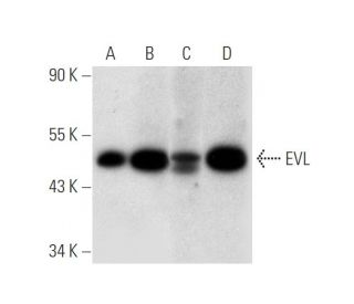 EVL Antibody (C-12) - Western Blotting - Image 305608 