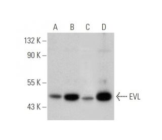 EVL Antibody (G-2) - Western Blotting - Image 305609 