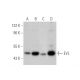 EVL Antibody (G-2) - Western Blotting - Image 305609 