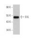 EVL Antibody (G-2) - Western Blotting - Image 365728