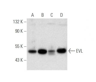 EVL Antibody (G-8) - Western Blotting - Image 305610 
