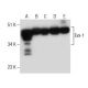 Evx-1 Antibody (397.3) - Western Blotting - Image 160655 