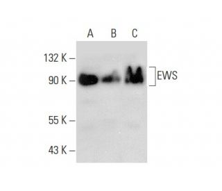 EWS Antibody (B-1) - Western Blotting - Image 303765 
