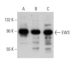 western blotting image from recommended EWS (G-5) monoclonal antibody replacement. Image 355273
