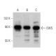 western blotting image from recommended EWS (G-5) monoclonal antibody replacement. Image 355273