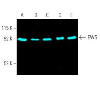 EWS Antibody (G-5) - Western Blotting - Image 396462