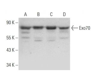 Exo70 Antibody (D-6) - Western Blotting - Image 318335 