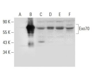 Exo70 Antibody (H-9) - Western Blotting - Image 318336