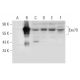 Exo70 Antibody (H-9) - Western Blotting - Image 318336