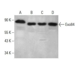 Exo84 Antibody (H-1) - Western Blotting - Image 351871 
