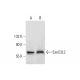 ExoC3L2 Antibody (H-5) - Western Blotting - Image 299277 