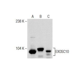 EXOSC10 Antibody (B-8) - Western Blotting - Image 282049