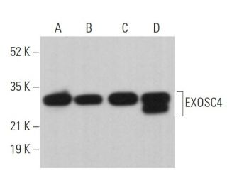 EXOSC4 Antibody (G-9) - Western Blotting - Image 362281 