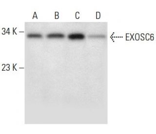 EXOSC6 Antibody (D-10) - Western Blotting - Image 303477 