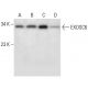 EXOSC6 Antibody (D-10) - Western Blotting - Image 303477 