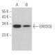 EXOSC6 Antibody (D-10) - Western Blotting - Image 367148