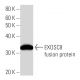 EXOSC8 Antibody (2336C2b) - Western Blotting - Image 16655