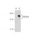 EXOSC8 Antibody (2336C2b) - Western Blotting - Image 130528 