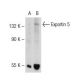 Exportin 5 Antibody (A-4) - Western Blotting - Image 109560 