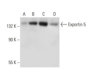 Exportin 5 Antibody (A-4) - Western Blotting - Image 318328 
