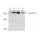 Exportin 5 Antibody (A-4) - Western Blotting - Image 318328 