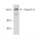Exportin 5 Antibody (A-4) - Western Blotting - Image 357237