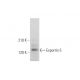 Exportin 5 Antibody (C-2) - Western Blotting - Image 320903
