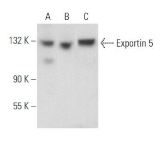 Exportin 5 Antibody (A-11) - Western Blotting - Image 357236