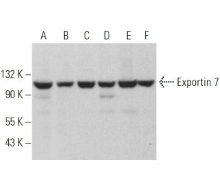 Exportin 7 Antibody (A-11) - Western Blotting - Image 369745 