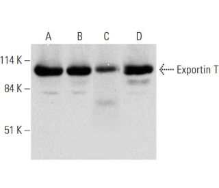 Exportin T Antibody (D-11) - Western Blotting - Image 324795 
