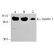 Exportin T Antibody (LOS1) - Western Blotting - Image 413452