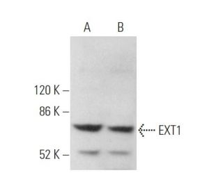 EXT1 Antibody (A-7) - Western Blotting - Image 375852 